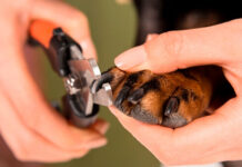 Как стричь когти собаке, и нужна ли вообще эта процедура?