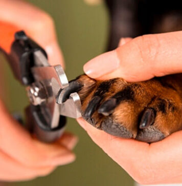 Как стричь когти собаке, и нужна ли вообще эта процедура?