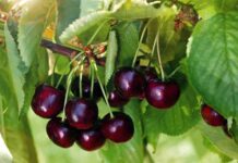 Где купить ягоды свежей черешни в Спб?