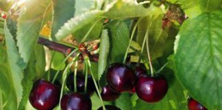 Где купить ягоды свежей черешни в Спб?