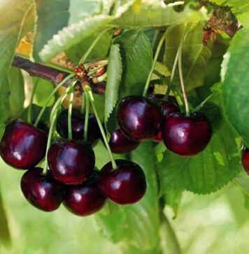 Где купить ягоды свежей черешни в Спб?