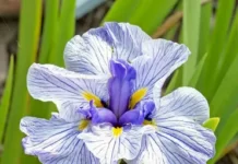 Японские ирисы: уход