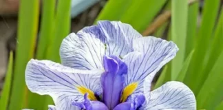 Японские ирисы: уход