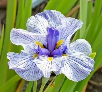 Японские ирисы: уход