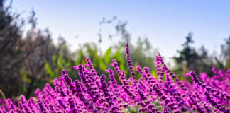 Как вырастить шалфей?