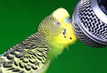 Как научить попугая говорить?