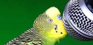 Как научить попугая говорить?